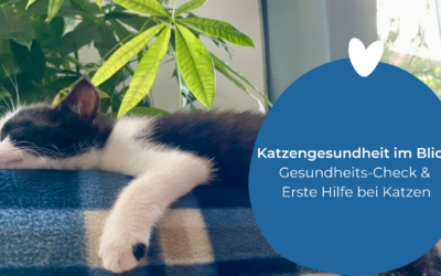 Katzengesundheit im Blick: Gesundheits-Check & Erste Hilfe bei Katzen