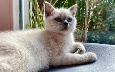 Kitten-Einzug im Haushalt mit Kleinkind: So gelingt der stressfreie Start im Doppelpack