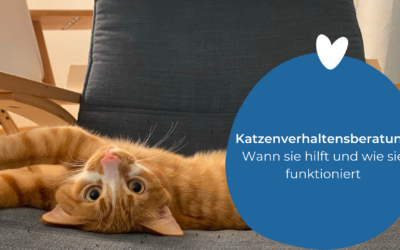 Katzenverhaltensberatung: Wann sie hilft und wie sie funktioniert