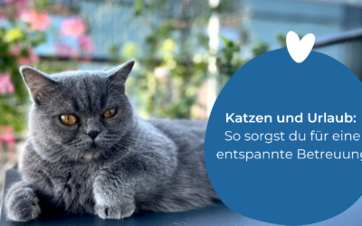 Katzen und Urlaub: So sorgst du für eine entspannte Betreuung