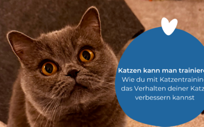 Katzen kann man trainieren – Wie du mit Katzentraining das Verhalten deiner Katze verbessern kannst