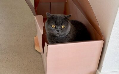 Umzug mit Katze: So gelingt der Revierwechsel völlig stressfrei