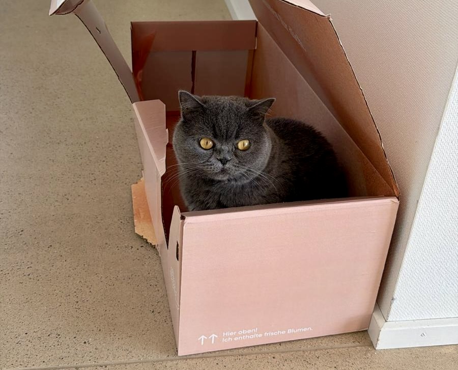 Umzug Katze