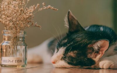Katze pinkelt plötzlich in die Wohnung? 5 Ursachen & Erste Hilfe